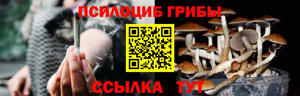 Камышин  Псилоцибиновые грибы Psilocybe  Вход с VPN 